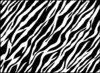 Zebra Background Image
